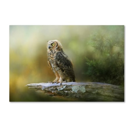 Jai Johnson 'A Night With The Great Horned Owl 3' Canvas Art,30x47